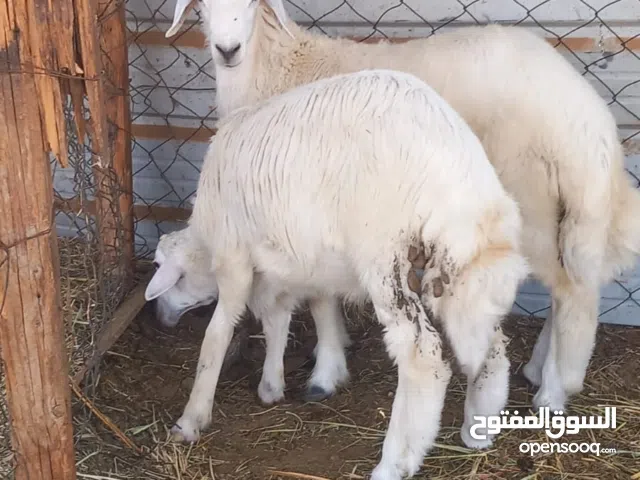 طليان حري نظيفه للبيع