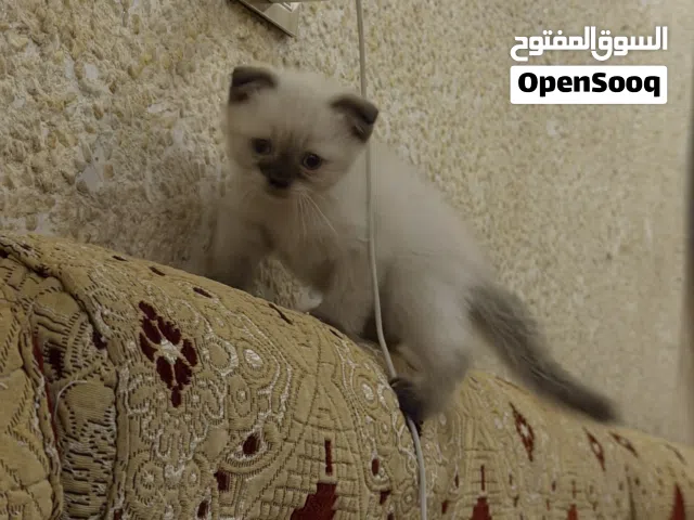 قط صغير عمر شهر ونص