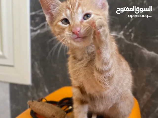 Cute Kitten For Free
