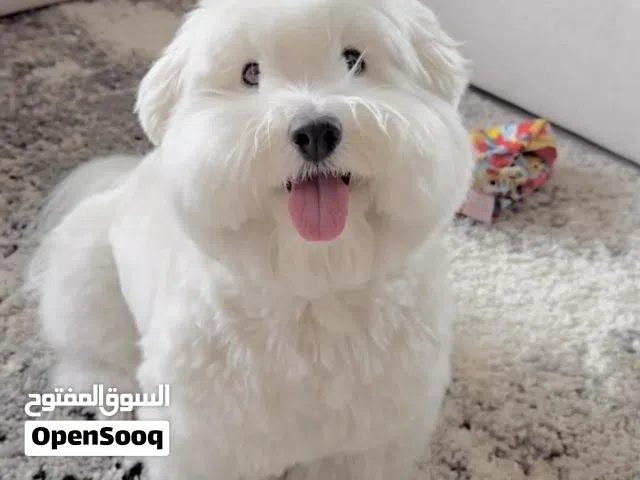 Pure Maltese puppy