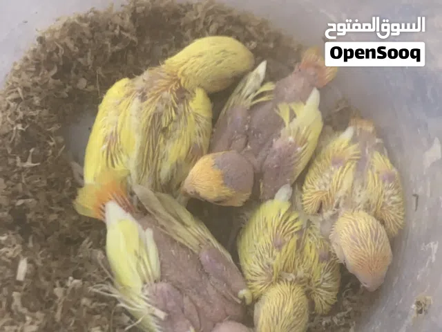 للبيع روز ترويض