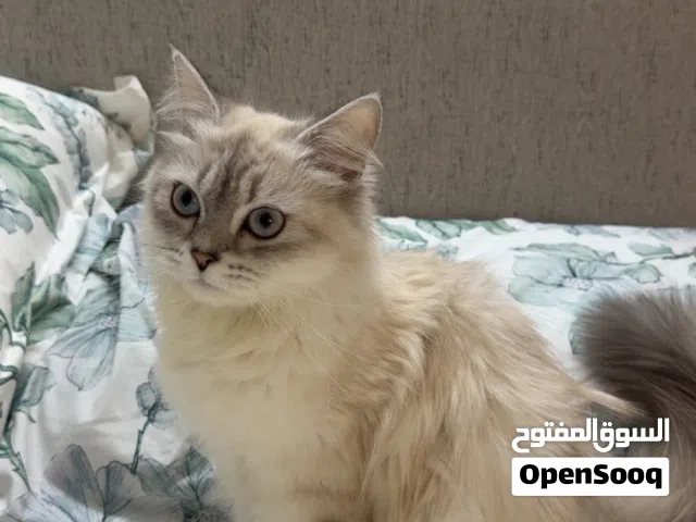 قطط منزلية للبيع ام و أطفالها