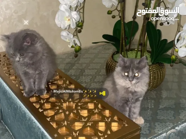 قطط البيع 800