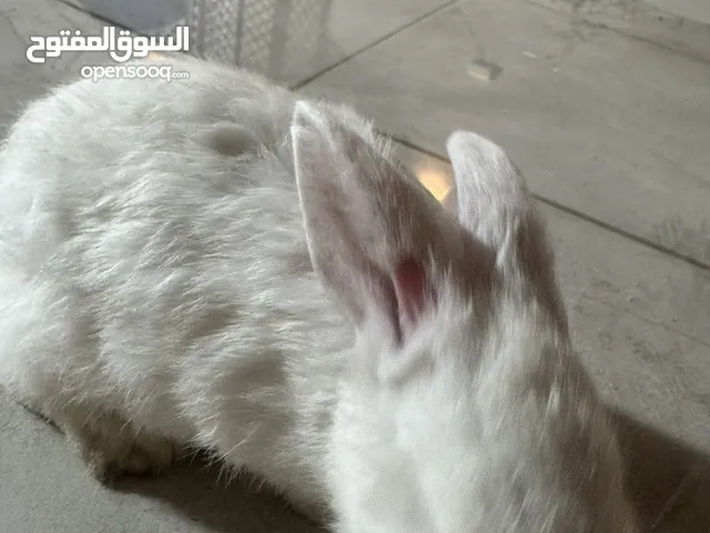 Rabbit for sale