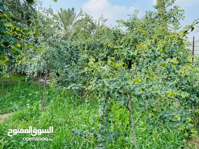 Farm Land for Sale in Basra Firuziyah