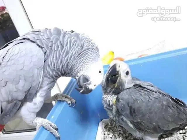 beautiful Africa grey parrot