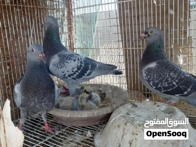 زاجل زوج صافي وفروخه للبيع