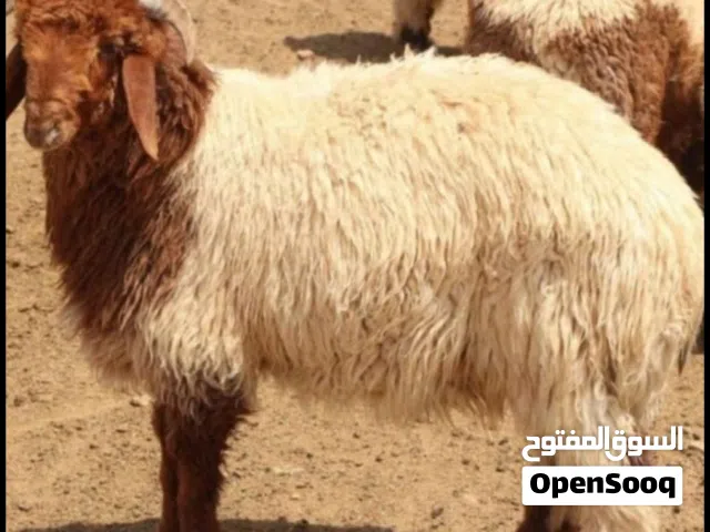 قصاب للجزاره
