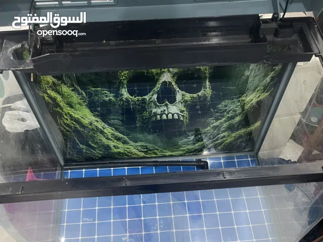 حوض سمك نضيف