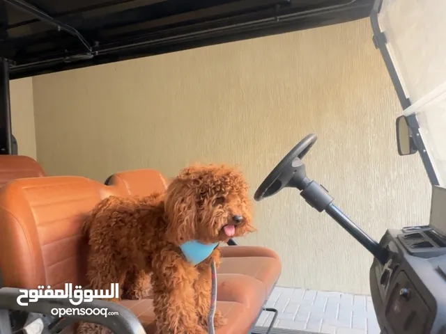 كلب بودل بيور متدرب
