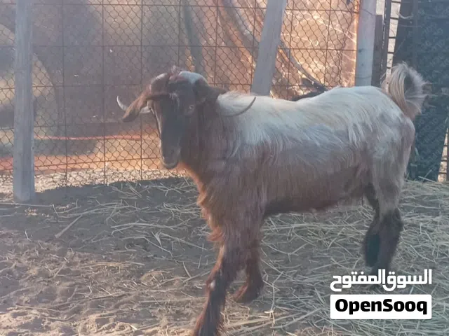 للبيع تيس فحل من حلال بني سعيد نوع الفاخر