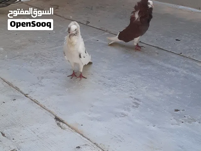 حمام زينة فوطة زوج وتك فحل ونثية نفاخة صفرة