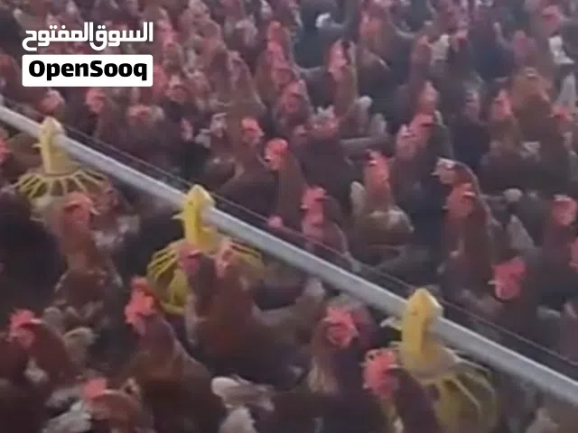 دجاج احمر براون