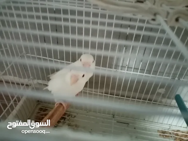 البينو مشاء الله