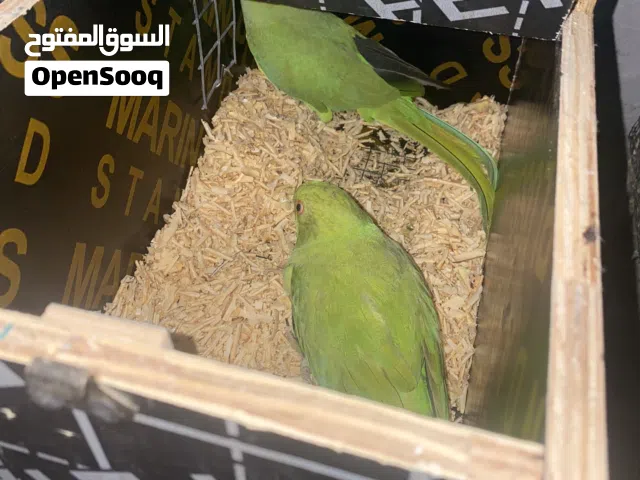 دره الاخضر