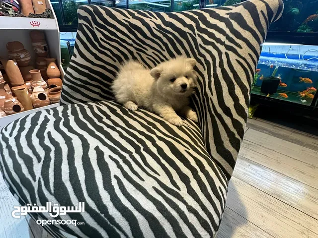 Pomeranian male 3 months, كلب بوميرانيان ذكر عالي الجودة، عمره ثلاثة أشهر.