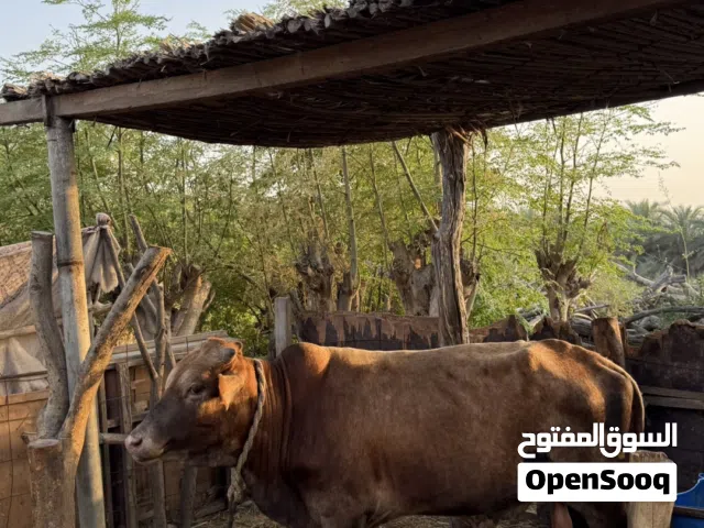 ثور محلي للبيع