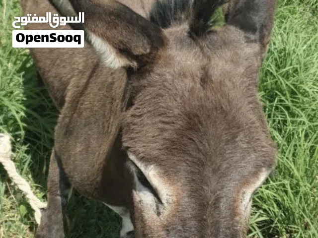 حمار للبيع ب80