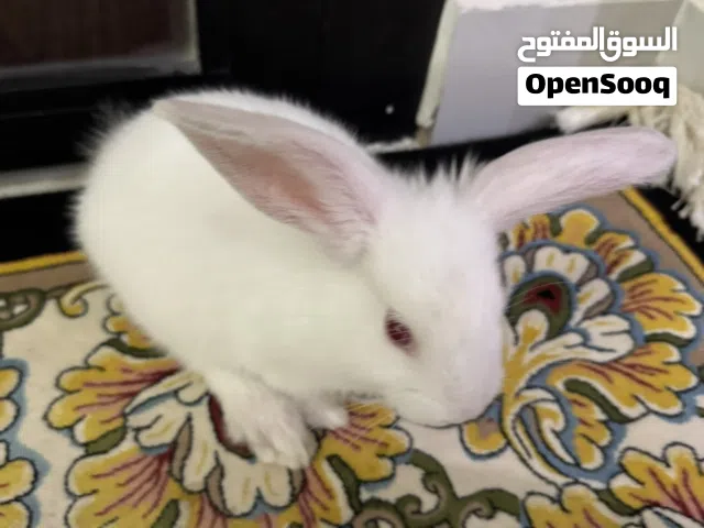 ارنب صغير بصحة ممتازة