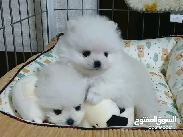 Pomeranian puppies