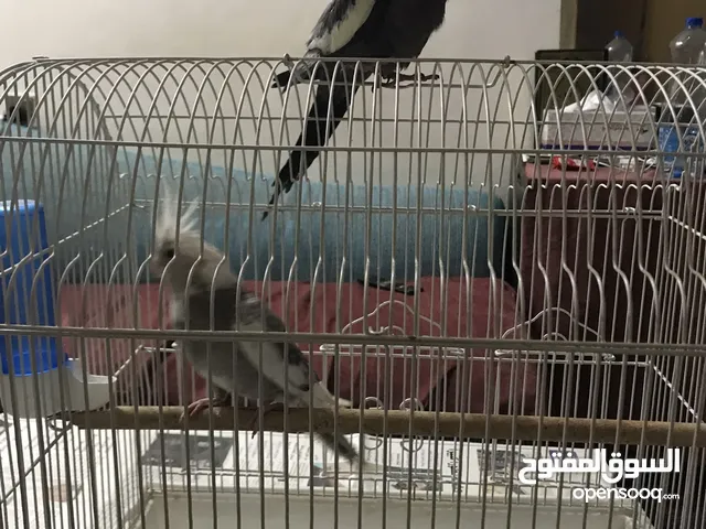 زوج كروان مع القفص الزكر ربوه