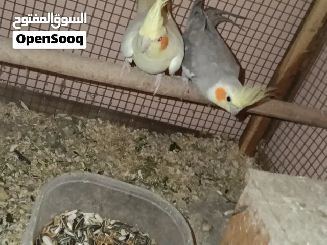 للبيع زوج كوكتيل منتج ولافبيرد متعلم