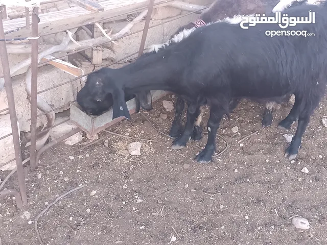 عنز شاميه سن جمع عشار 3شهور ونص فحص وخرفان اثنين يوجد مقطع واتس