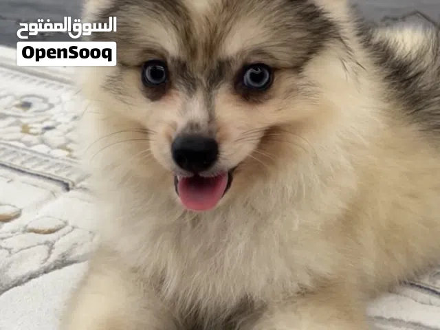 Adorable male and female Pomisky puppies, 3 months old - toy size, playful and affectionate