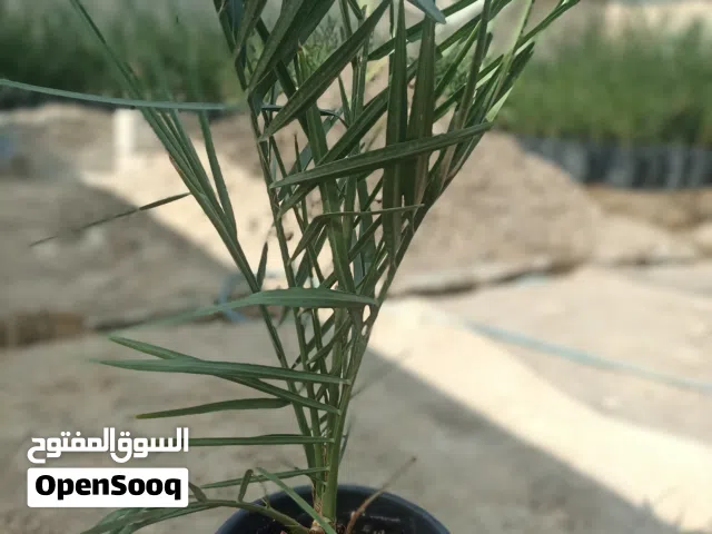 نخيل نسيجي من نوع المجهول