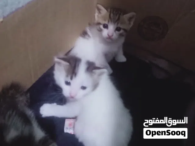 قطه بلدي قمور