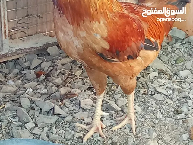 ديك عماني سليم ميه بي الميه تعال و فحص بي نفسك