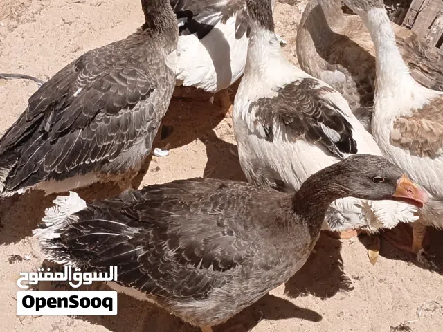 سته وزات مشاء الله