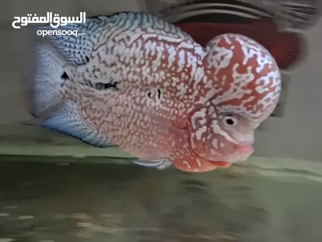 Super red monkey amd Kamfa f2