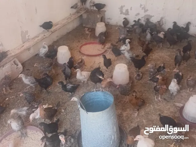 صصان بلدي ............