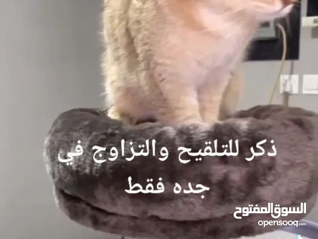 سكوتش فولد بيور مستورد ذكر للتزاوج والتلقيح