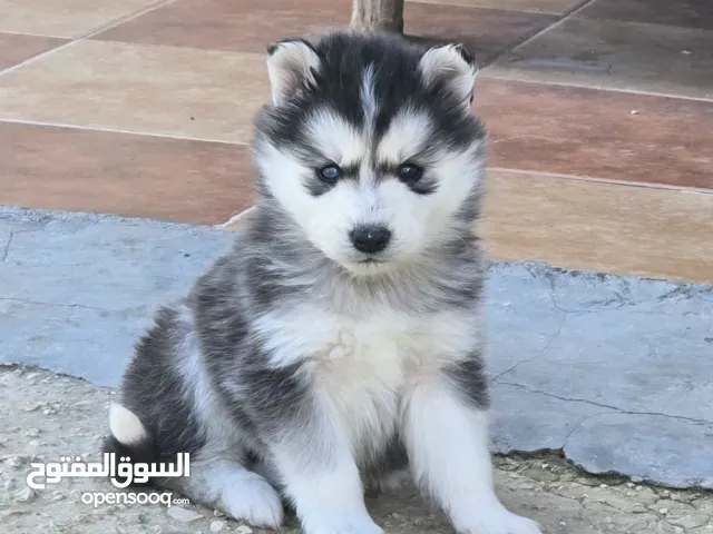 جراو مالموت الاسكا