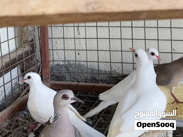 قمري + فاخت ابيض