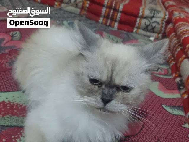قطة انثئ هملايا