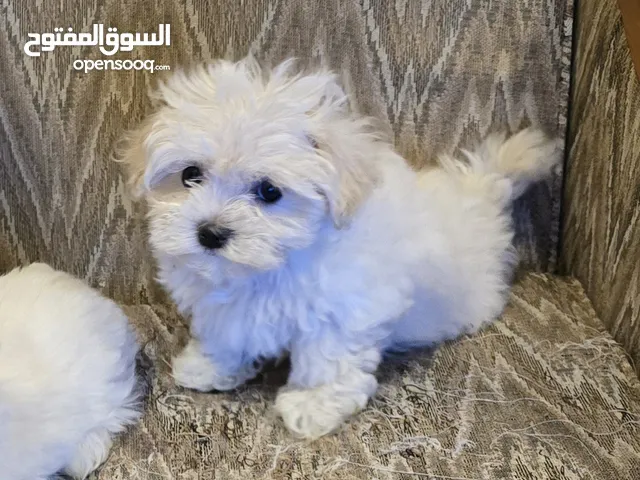 Maltese puppies 2 months old