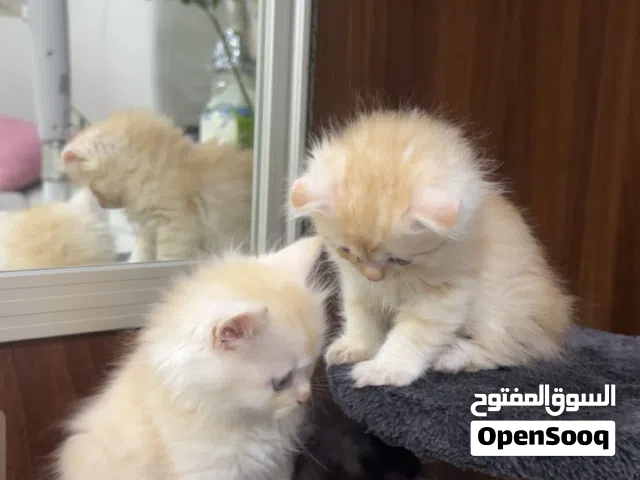 قط مكس سكوتش وسانشيلا مميز