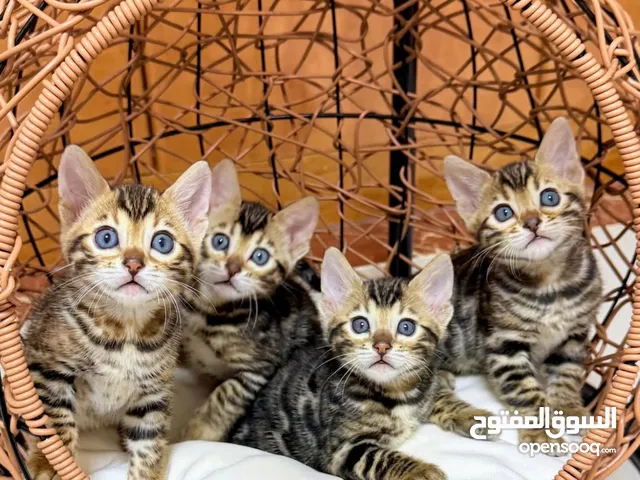 Pure Bengal Kittens