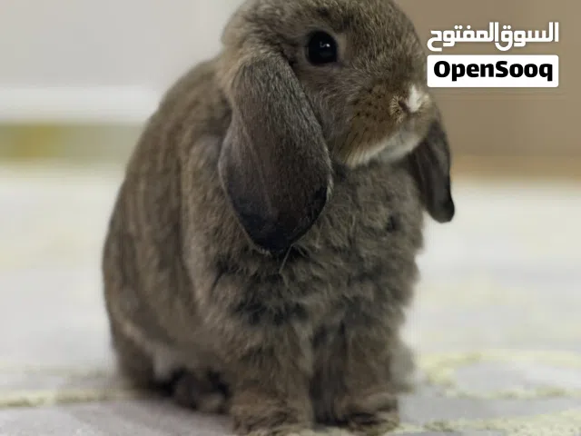Hollandlop Female