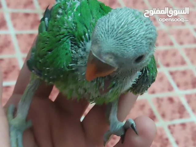 فرخ درة هندي للتدريب