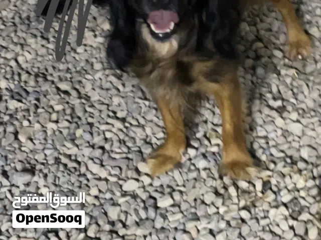 للبيع كلبين كوكر اسبانيل