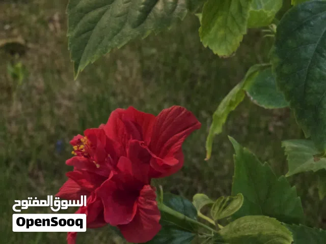 محل شارع البط للأيجار