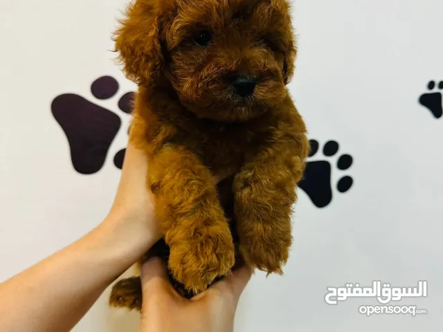 Toy Poodle
