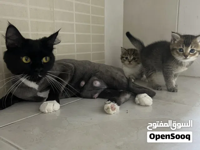 للتبني قطة شيرازية مع طفلين  For adoption