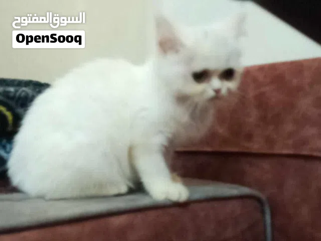 للبيعععععع
