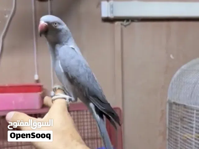 للبيع متوه نفيه