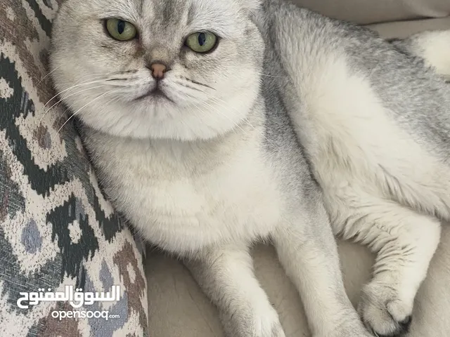 ذكر سكوتش فولد ابيض للتزاوج grey shaded